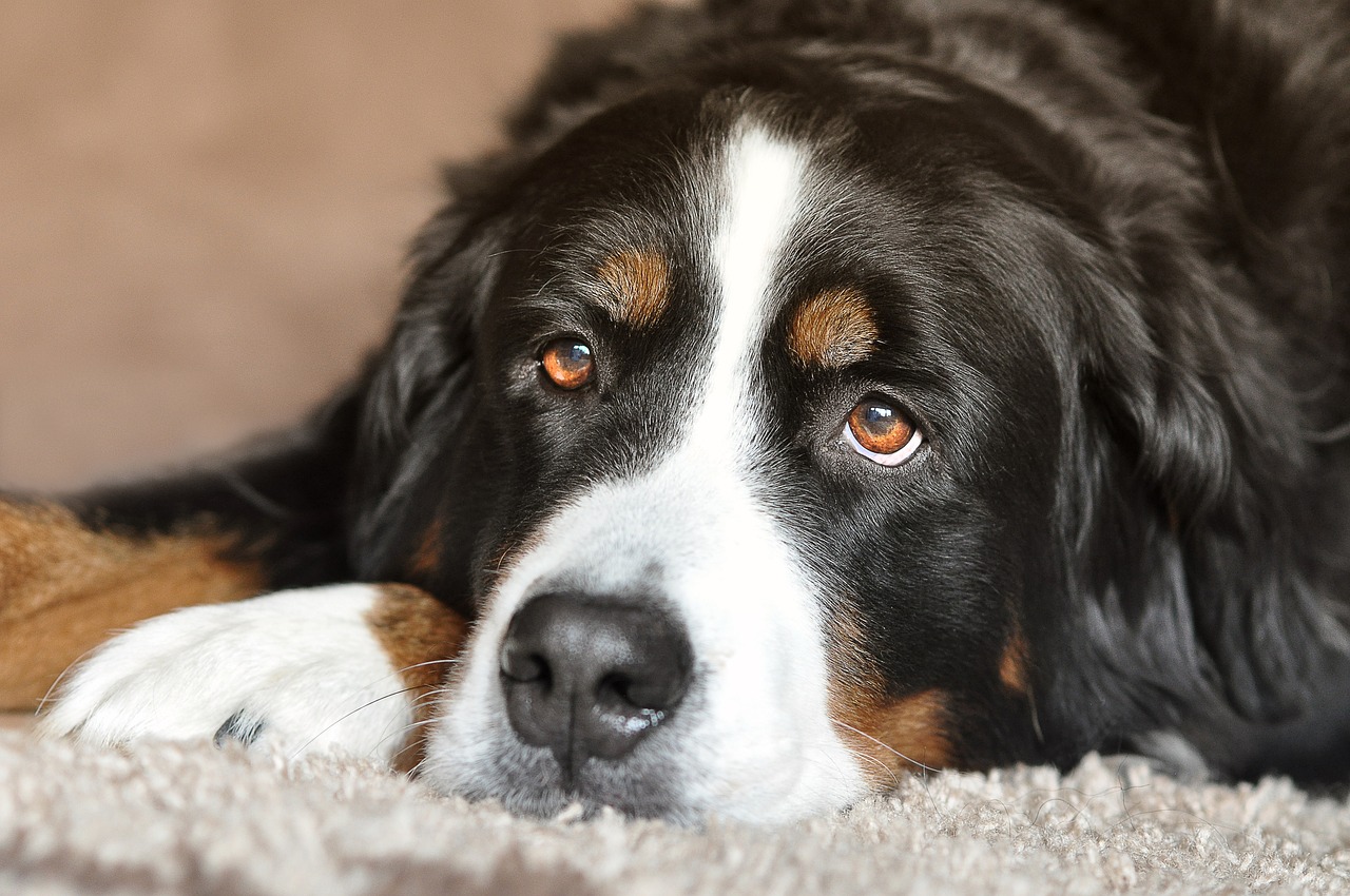 why-is-my-female-dog-leaking-brown-fluid-from-anus-own-the-dogs