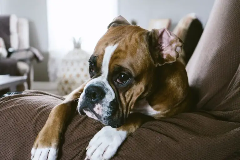 Why Boxers Are The Worst Dogs? 7 Reasons in 2023