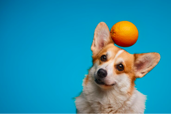 mandarin on dog's head