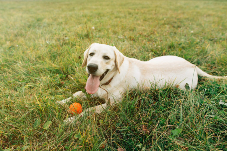 Can Dogs Eat Mandarins? Dog Feeding Guide (2023)