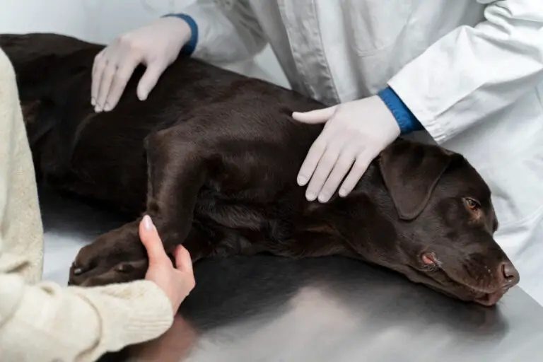 How to Heal Dog Prolapse at Home in 2023?