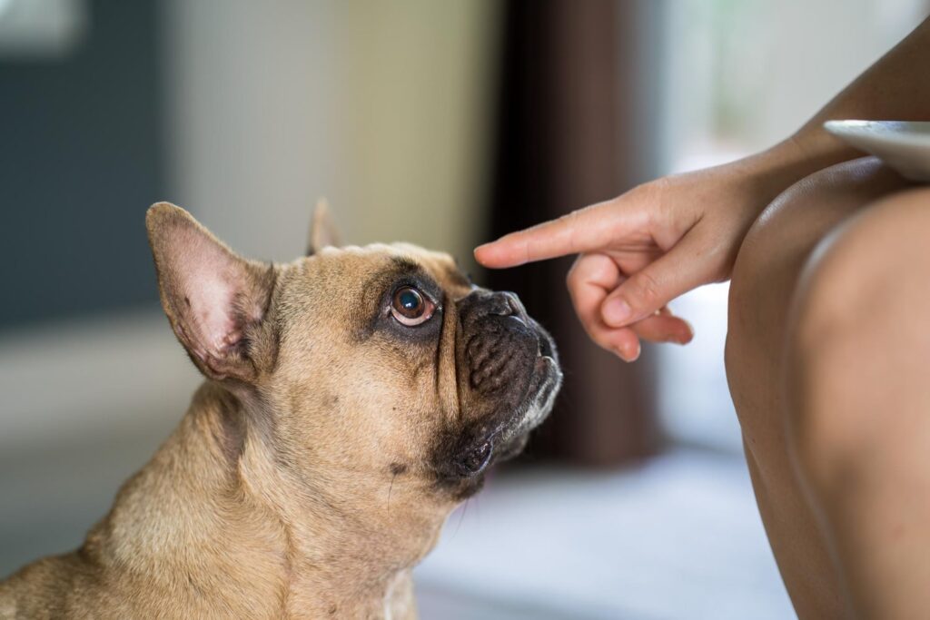 teaching dog