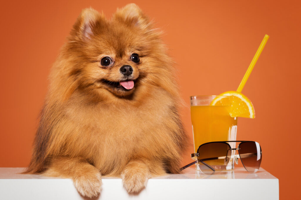 dog drinking mandarin juice