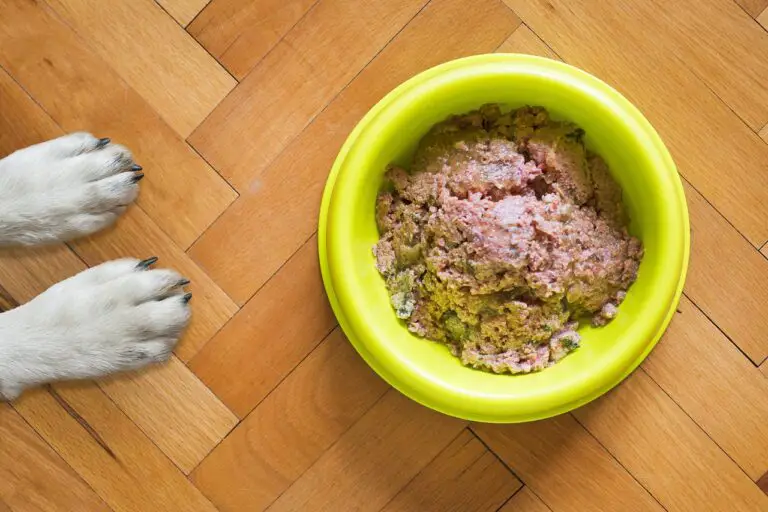 What Is Chicken Meal in Dog Food? Read Before You Feed!