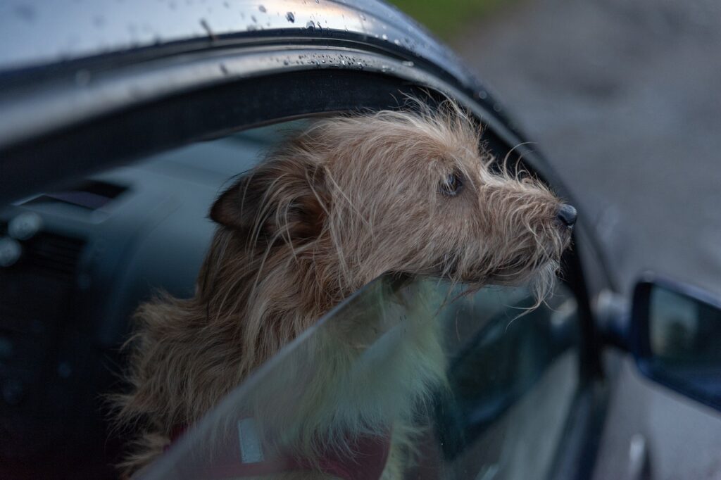 dogs pant in the car