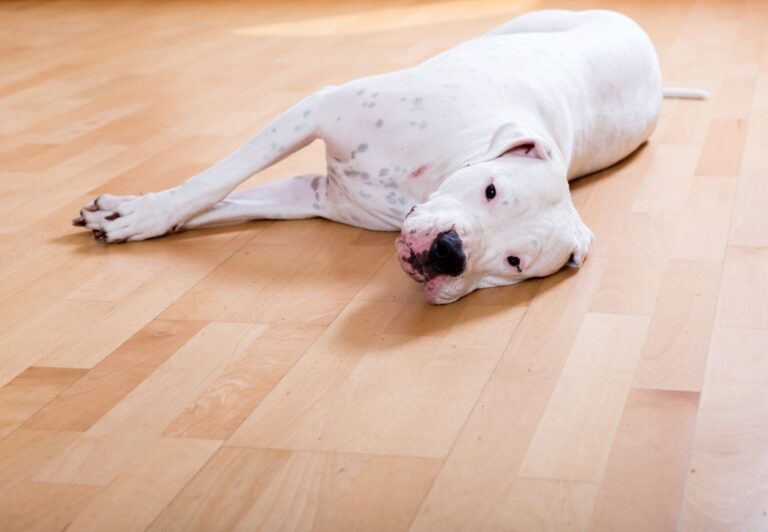 Why Do Female Dogs Drag Their Bottoms on the Ground?