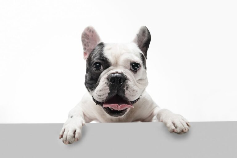 Why Is My French Bulldog Shaking? Know The Reasons In 2023
