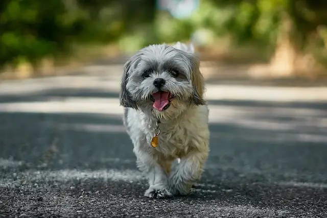 Shih Tzu - Small, Delicate, and High Maintenance Breed