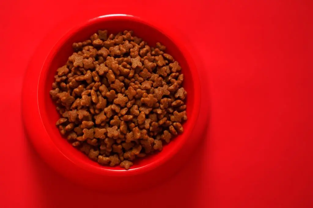 a dog food bowl