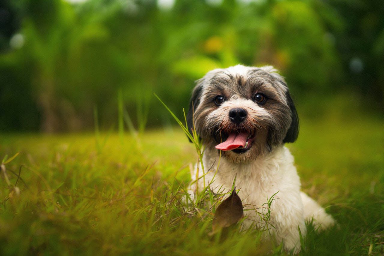 how-to-potty-train-a-puppy-without-a-crate-in-2023