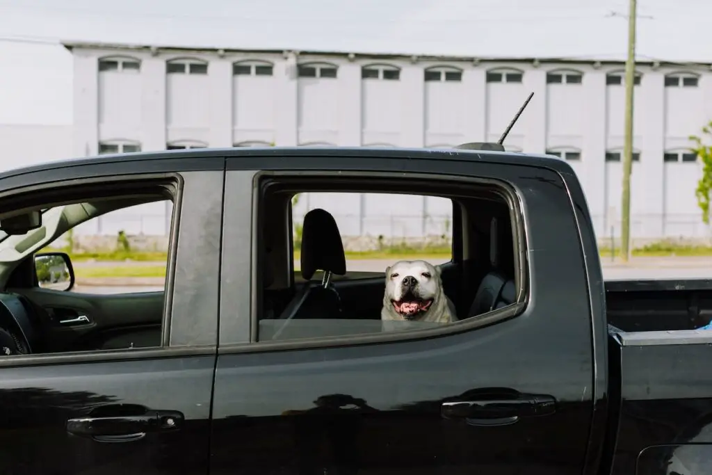 dog travel in car
