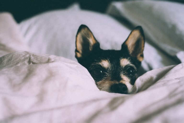Why Do Dogs Nibble on Blankets? 5 Reasons (2023)