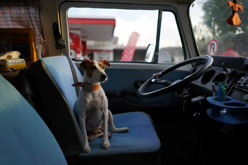 dog sitting in front of driving seat