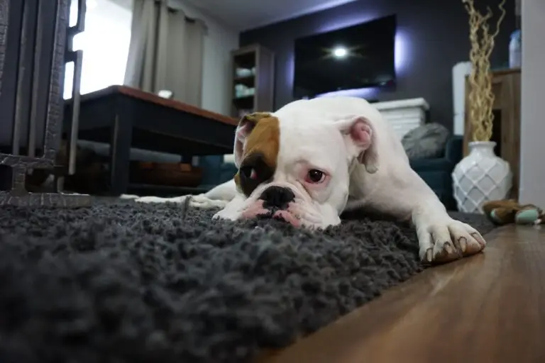Why do dogs scratch the carpet: Reasons and How to Stop it