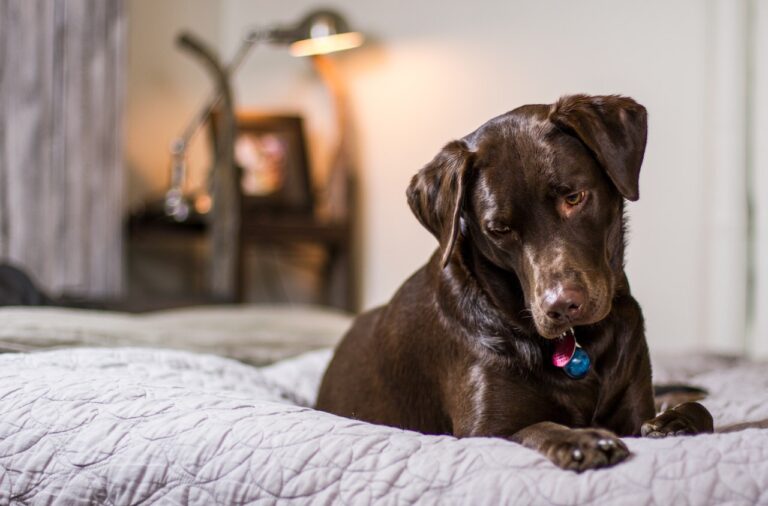Why Does My Dog Dig on My Bed? 10 Reasons in 2023