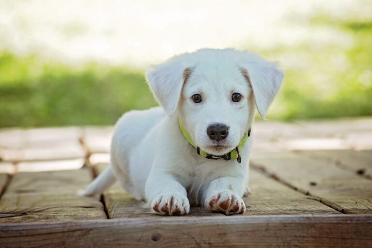 How to Train a 6 Week Old Puppy – An Ultimate Guide