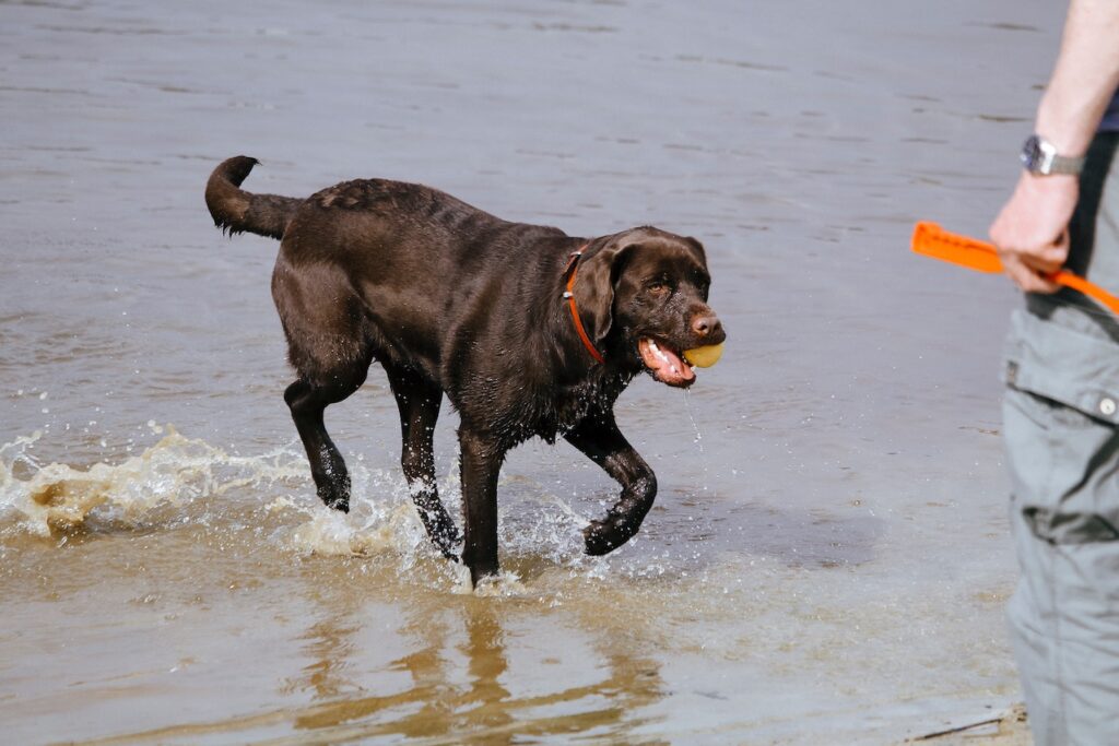 Labradors in water