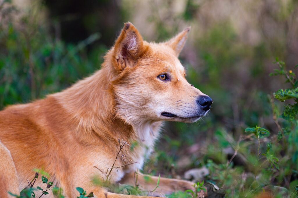 dog looking energetically