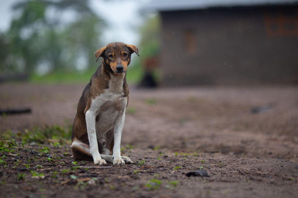 dog suffering from cbd