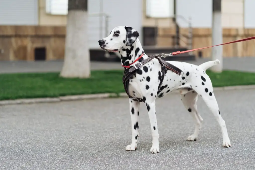 why is a dalmatian a firehouse dog
