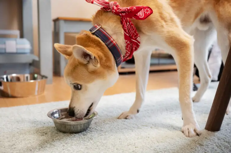 Can Dogs Eat Grits? Know The Risks and Benefits (2023)