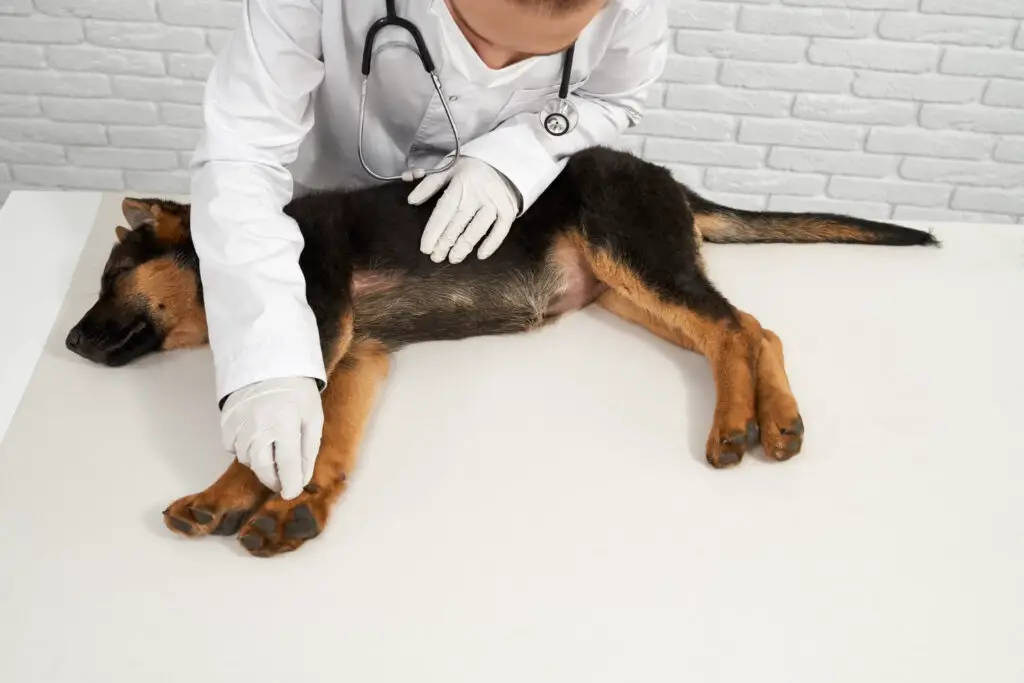 dog with doctor