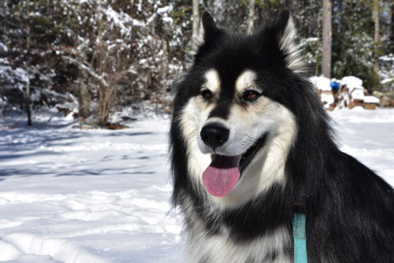 Husky Mix with Border Collie: A Playful and Intelligent Crossbreed