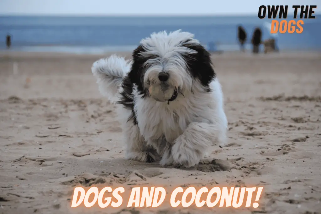 dogs and coconut