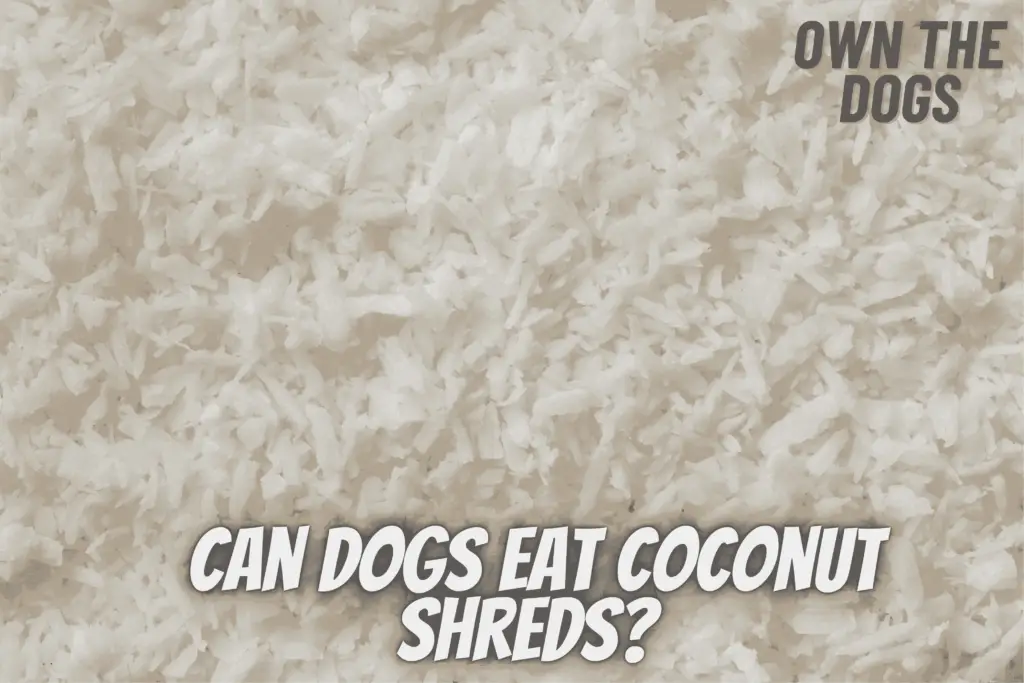 can dogs eat coconut shreds