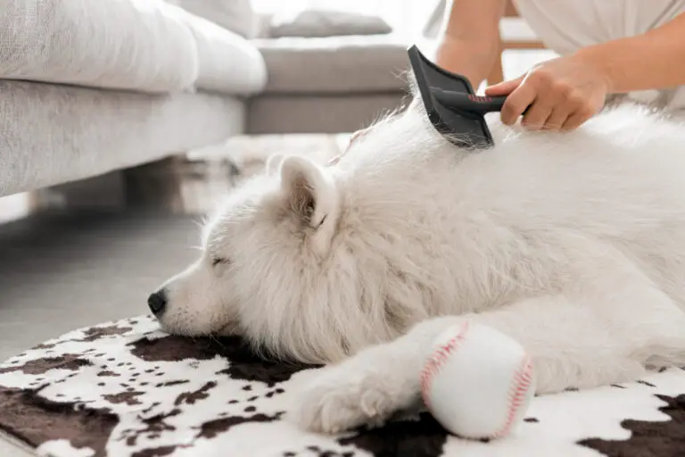 How to Deal with Husky Hair in the House: Tips for a Neat Home!