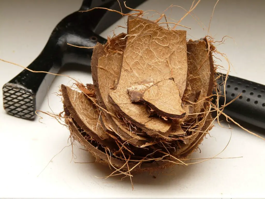 dog ate coconut shell