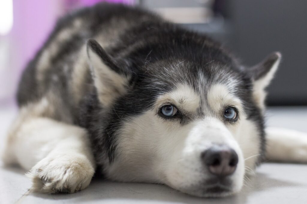 Husky hair loss treatment