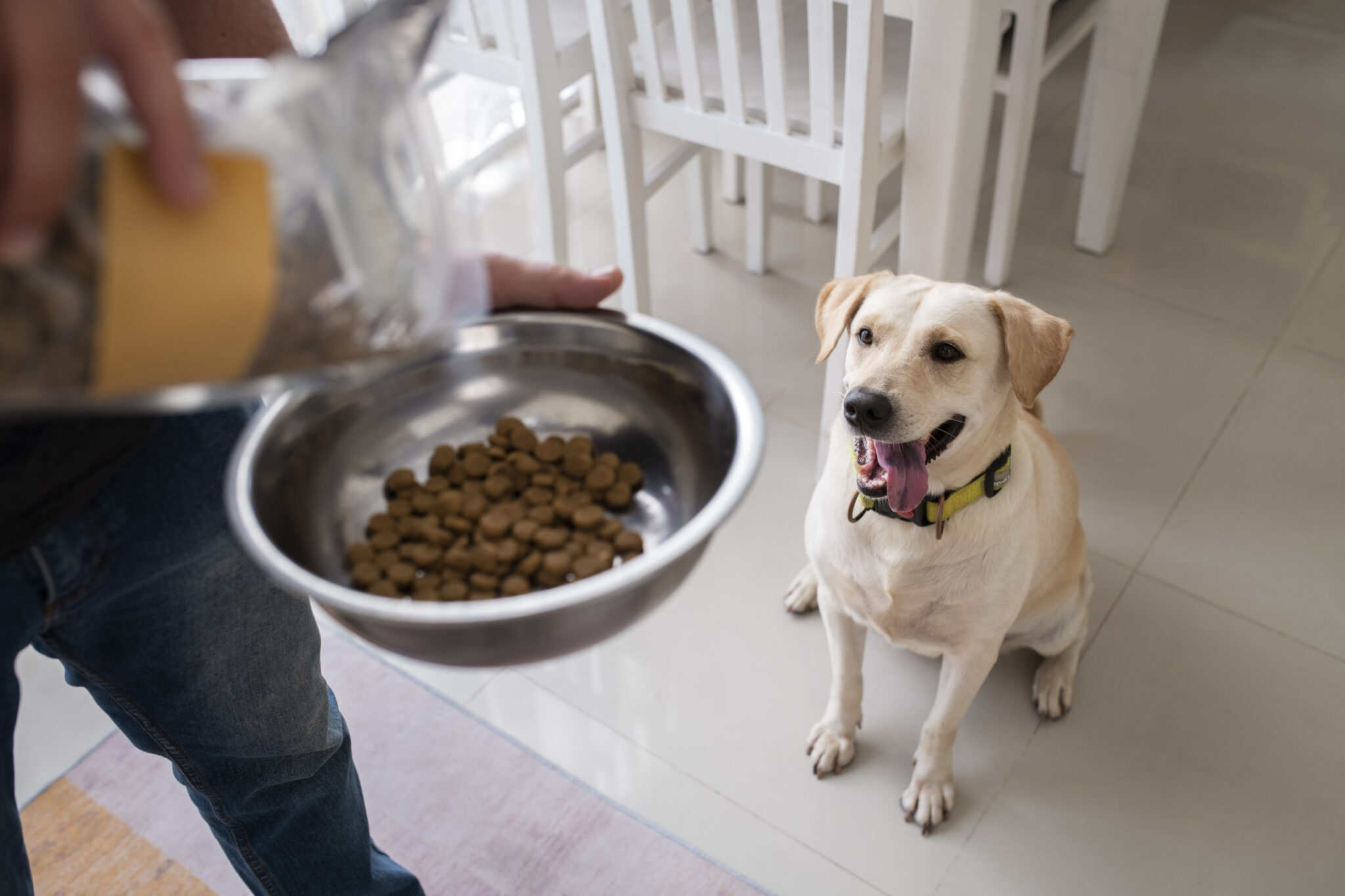 Measuring Dog Food: How To Convert 8 Lbs To Cups