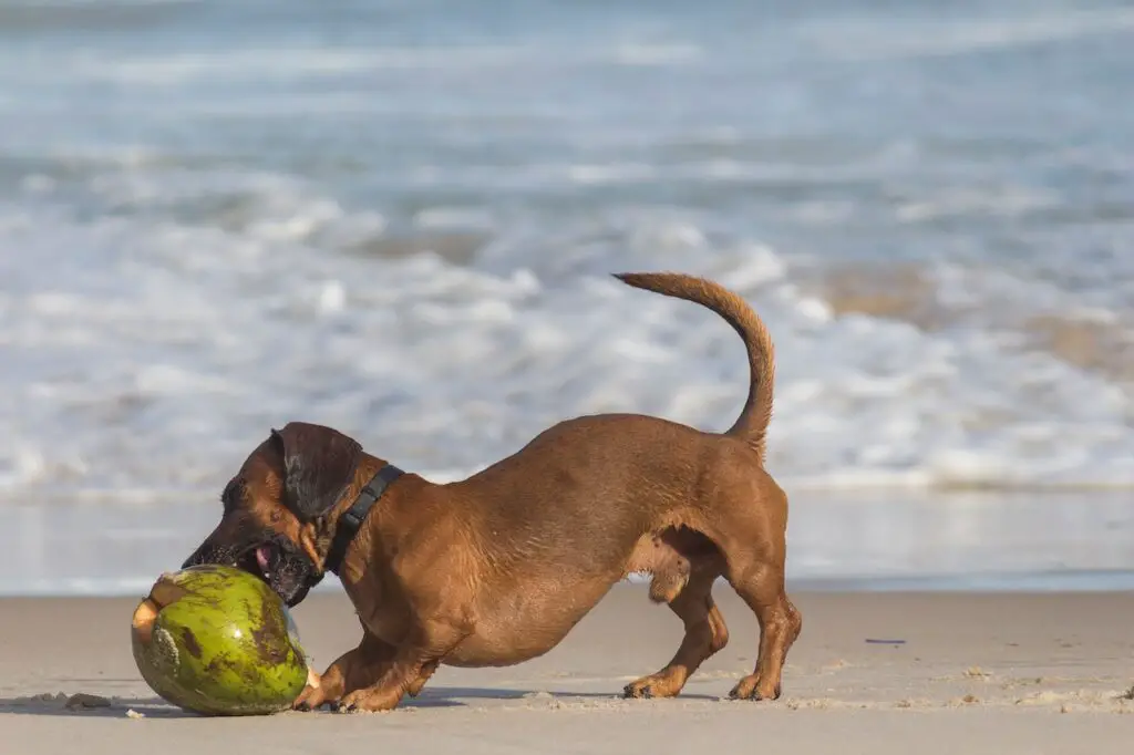 can dogs have coconut
