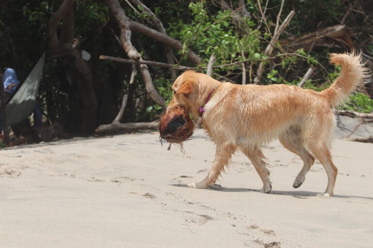 Can Dogs Eat Coconut? A Simple Guide for Dog Owners