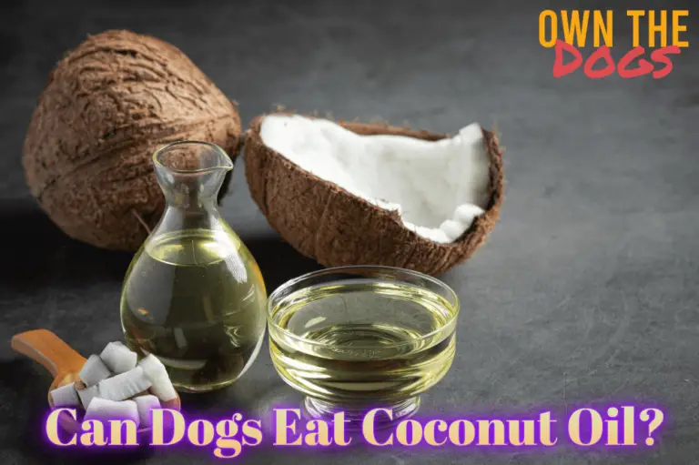 Can Dogs Eat Coconut Oil? Top Benefits and Guidelines