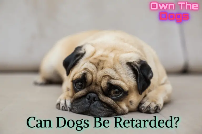 Can Dogs Be Retarded? Understanding Canine Cognitive Health