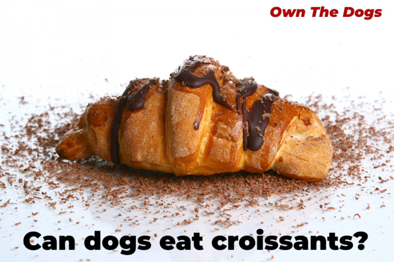Can Dogs Eat Croissants? A complete Guide to Sharing Pastries