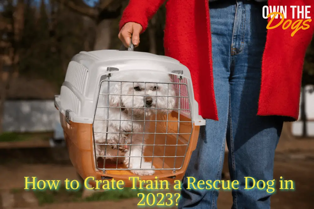 how to crate train a rescue dog