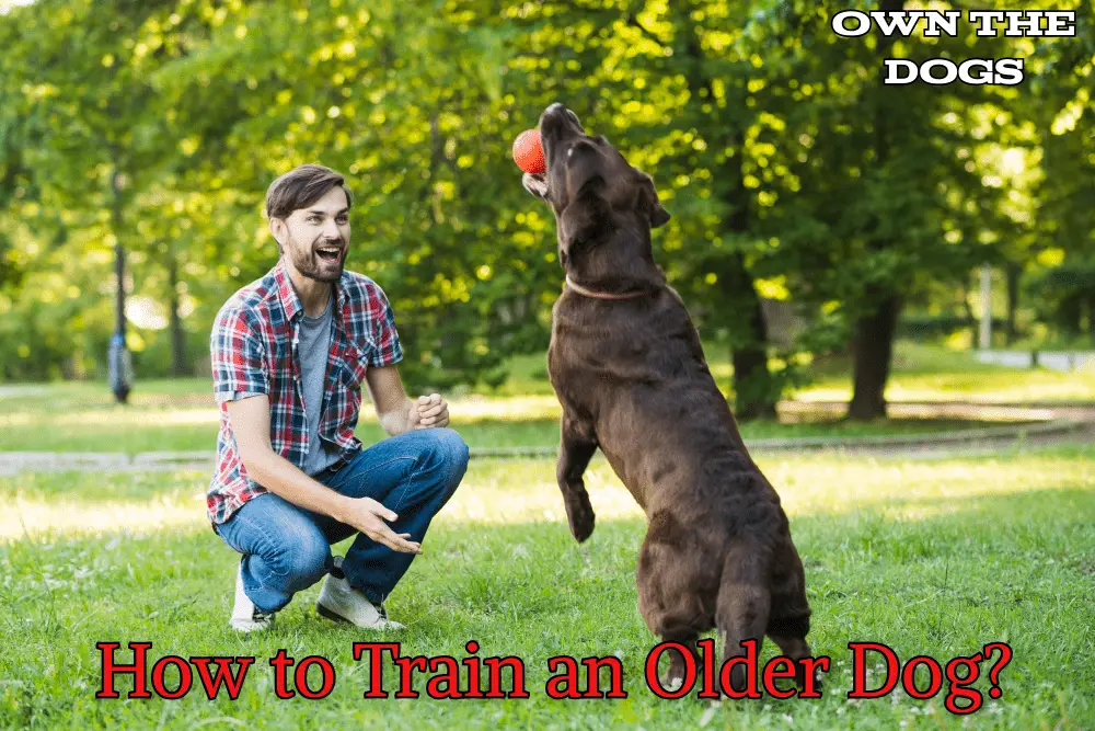 how to train an older dog