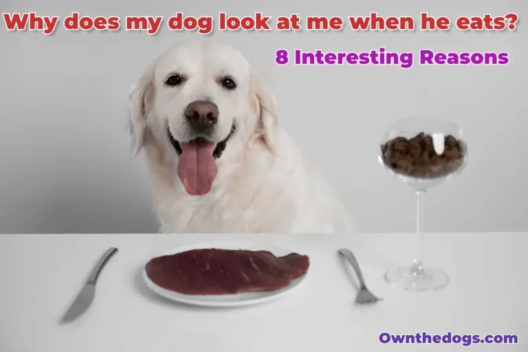 Why does my dog look at me when he eats? 8 Interesting Reasons