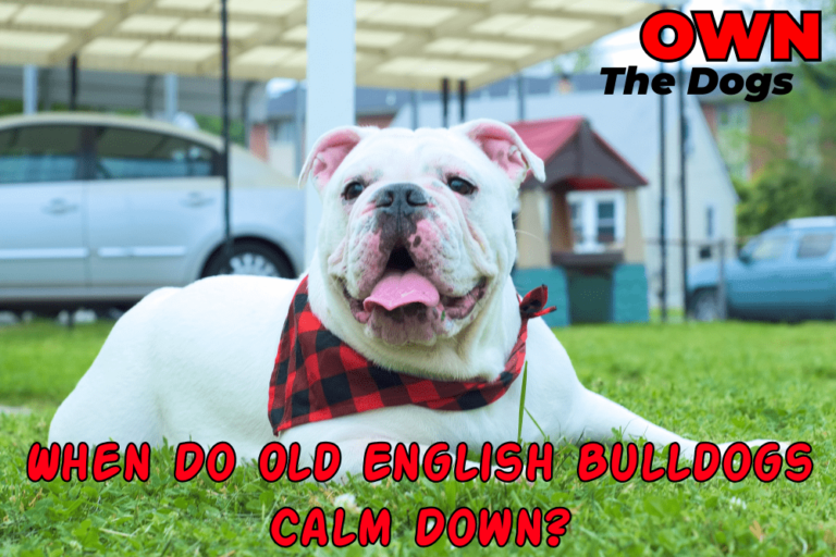 When Do Olde English Bulldogs Calm Down? A Complete Guide