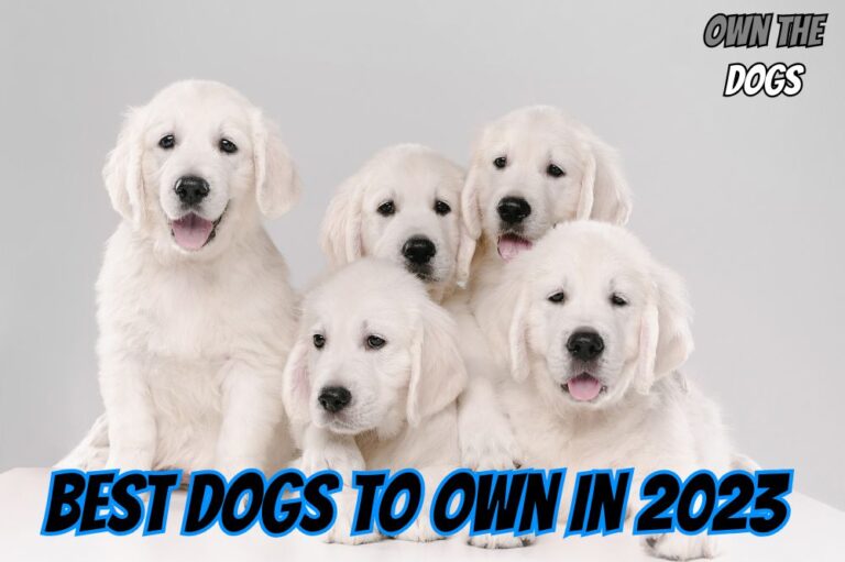 10 Best Dogs to Own in 2023