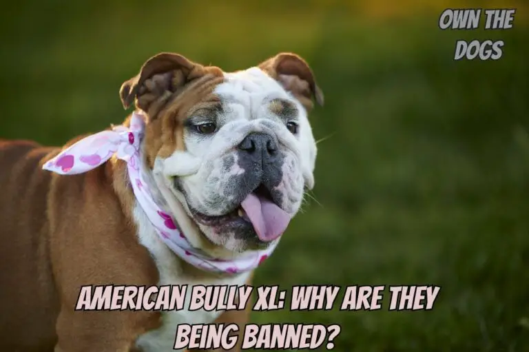 American Bully XL: The Controversy and the Reality