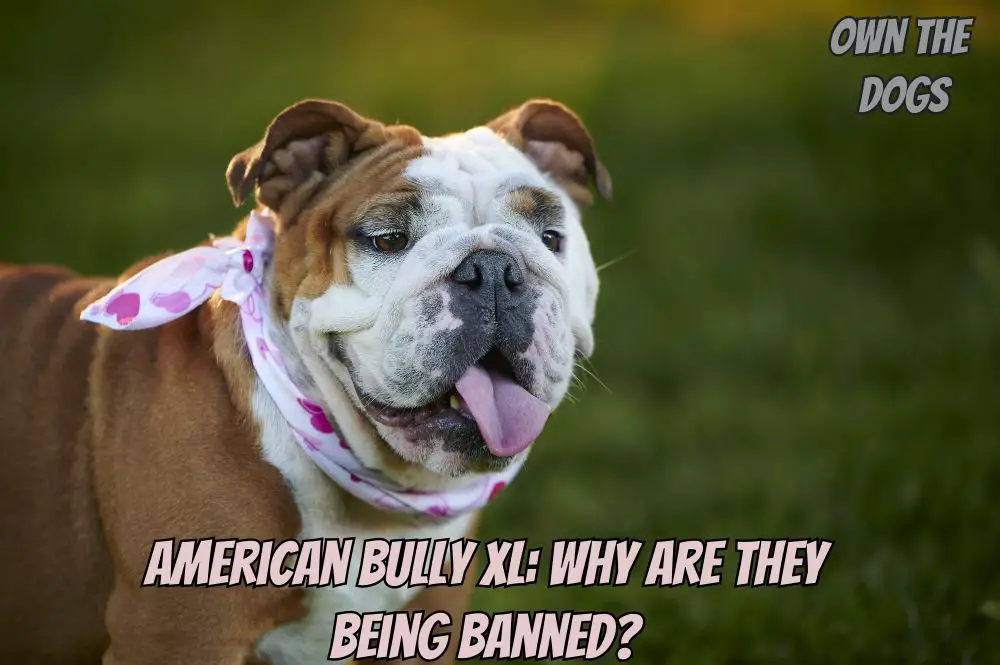American Bully XL