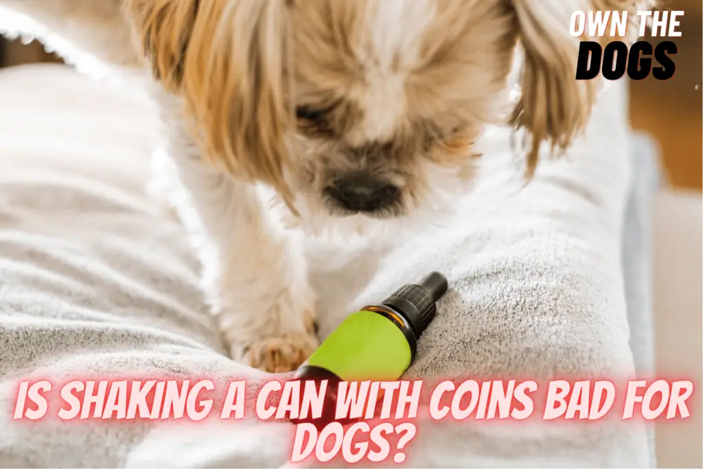 Is Shaking a Can with Coins Bad for Dogs