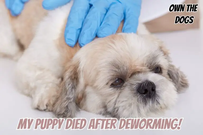 My Puppy Died After Deworming: What Might Have Happened?