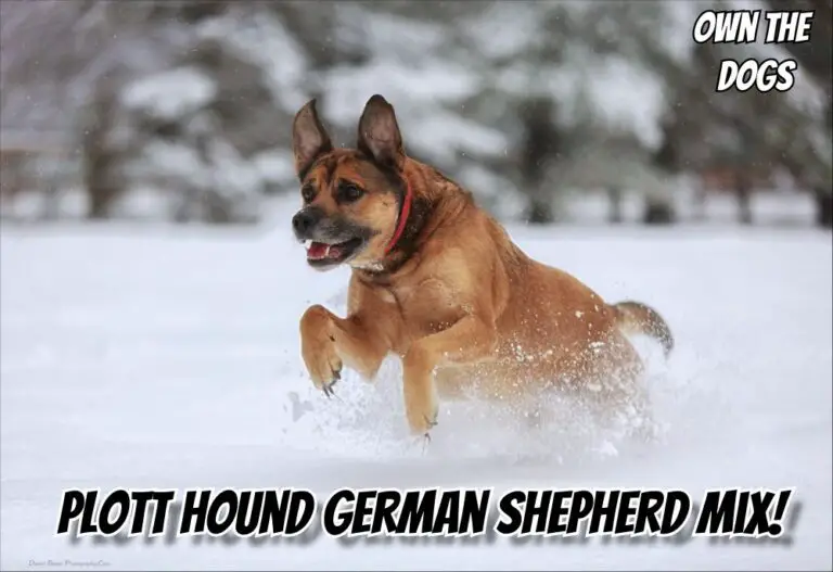Plott Hound German Shepherd Mix: Your Next Family Member?