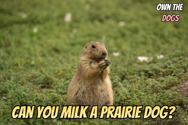 Can You Milk a Prairie Dog? Uncovering Surprising Facts!