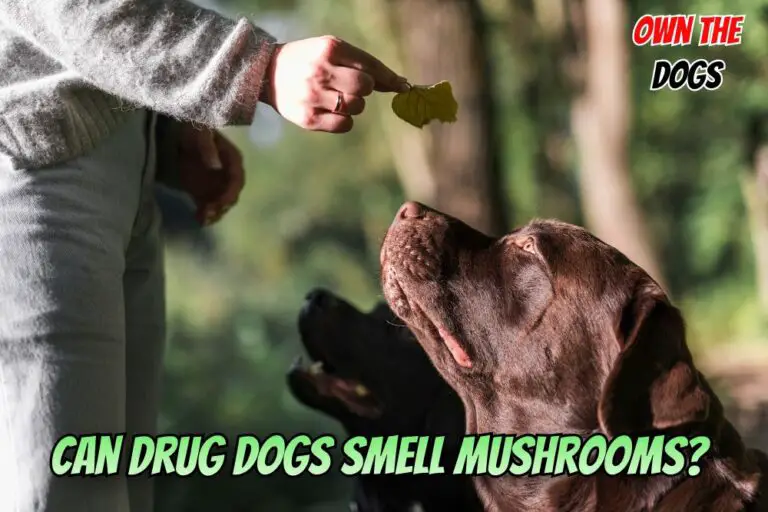 Can Drug Dogs Smell Mushrooms? Find Out Now!